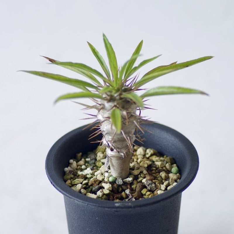 パキポディウム フィヘレネンセ Pachypodium lamerei var.fiheren
