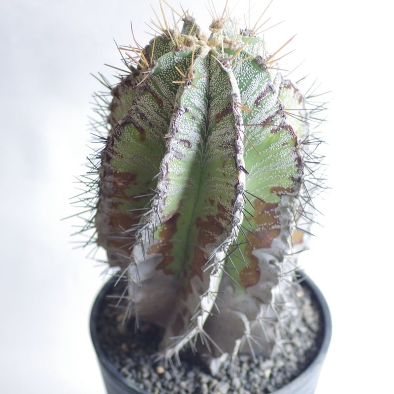 サボテン　般若　ハンニャ 般若（ハンニャ）5号 - 植物と暮らす m-plant