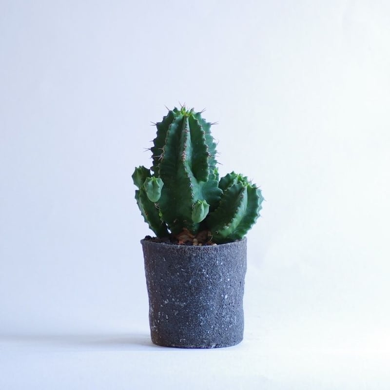 ユーフォルビアフルティコーサ Euphorbia fruticosa | inoka+kreha