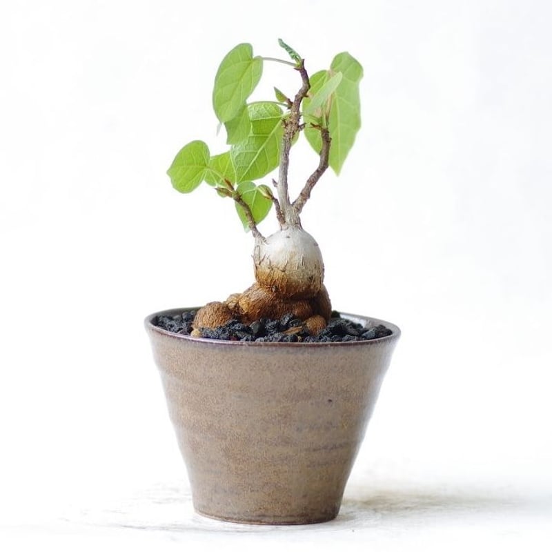 フィッカスアブチリフォリア Ficus abutilifolia | inoka+kreha