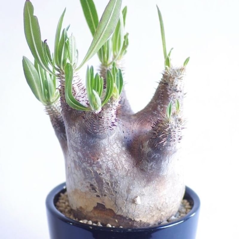 パキポディウム イノピナツム Pachypodium rosulatum var.inopin