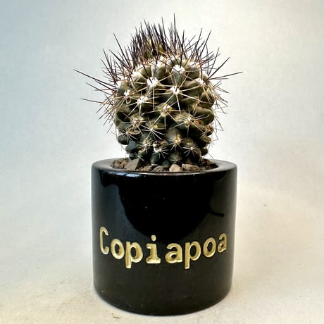 コピアポア マリテマ Copiapoa maritima