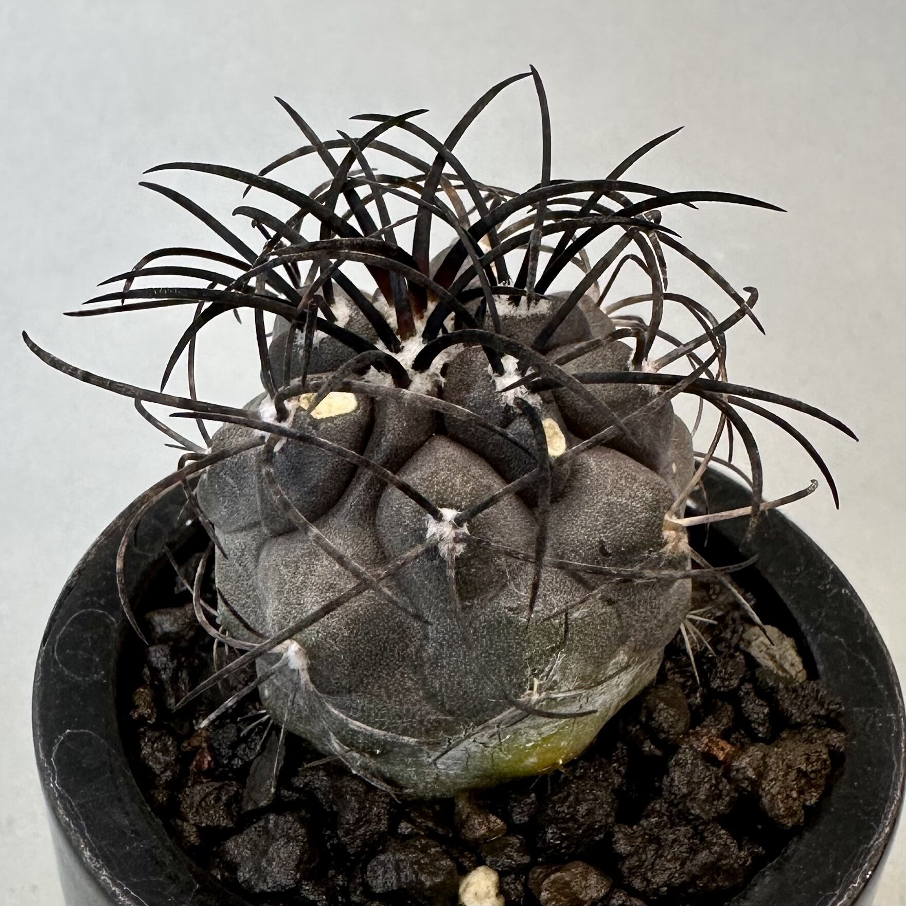 コピアポア グリセオビオラセア Copiapoa griseoviolacea | inoka