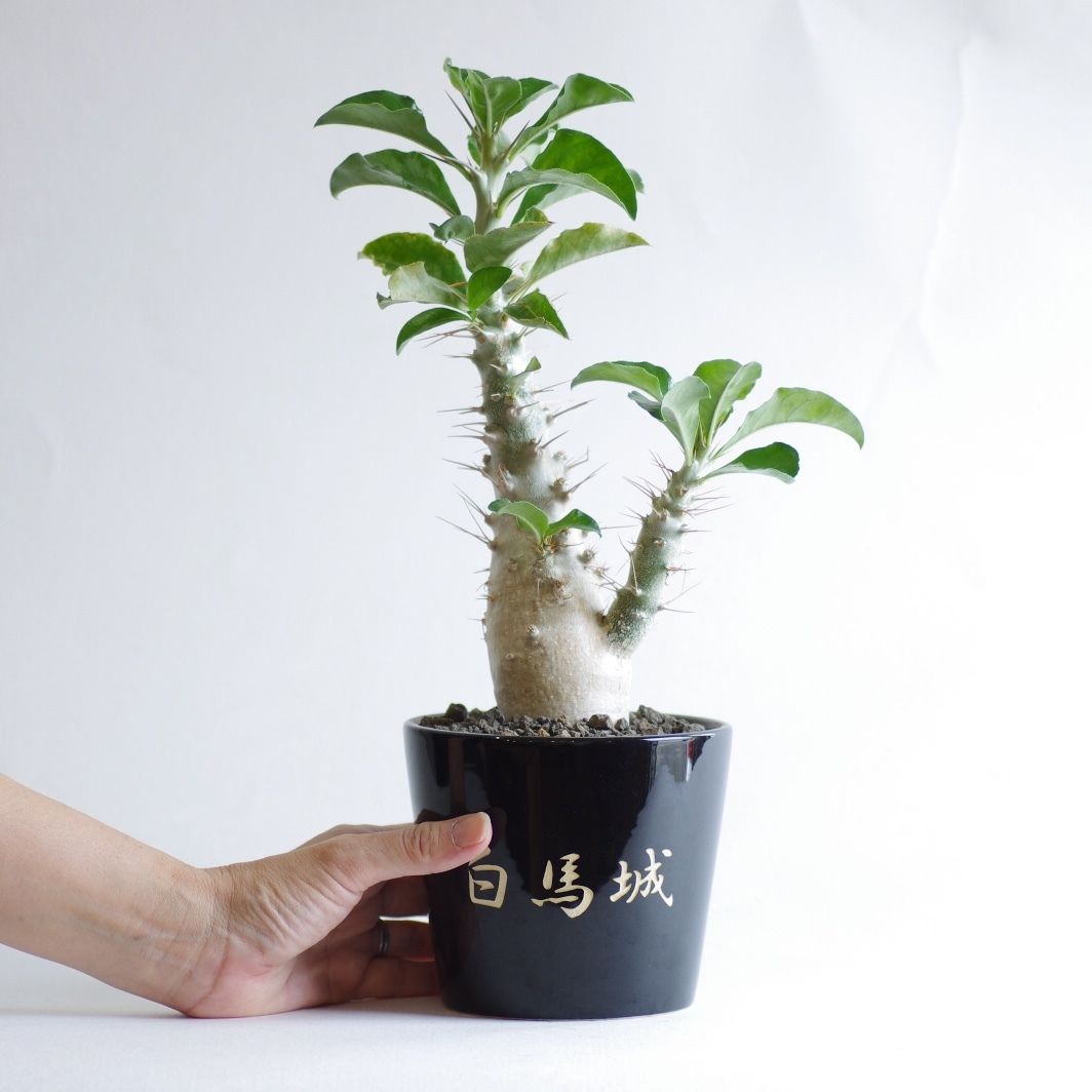 パキポディウム サウンデルシー 白馬城 Pachypodium saundersii | in