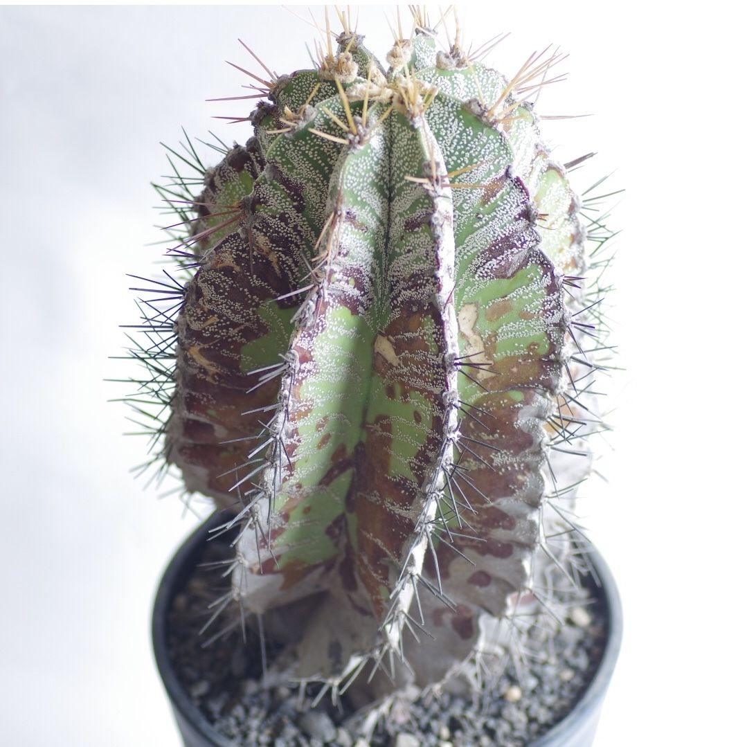 サボテン 白条般若 はくじょうはんにゃ Astrophytum ornatum | inoka
