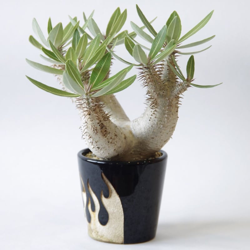パキポディウム ホロンベンセ Pachypodium horombense | inoka+k