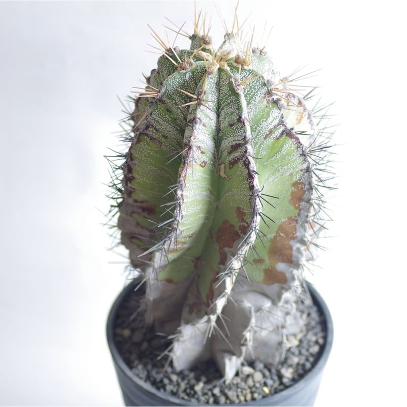 サボテン 白条般若 はくじょうはんにゃ Astrophytum ornatum