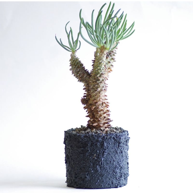 チレコドン ワリチー 奇峰錦 Tylecodon wallichii | inoka+kreha