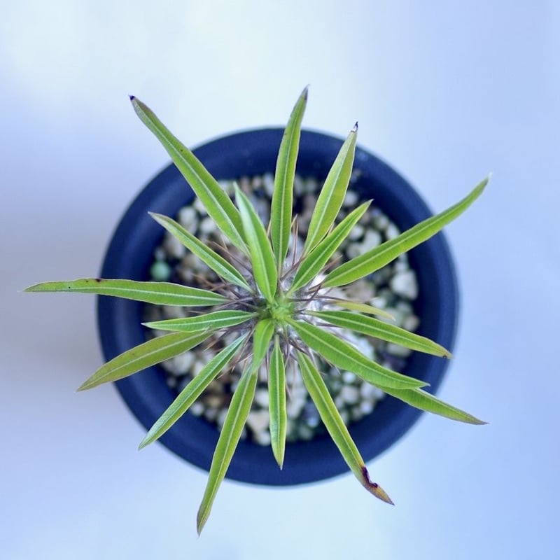 パキポディウム・フィヘレネンセ パキポディウム・フィヘレネンセ | trigger