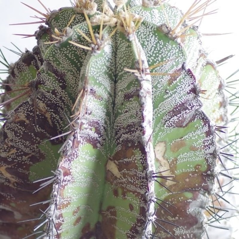 サボテン 白条般若 はくじょうはんにゃ Astrophytum ornatum | inoka
