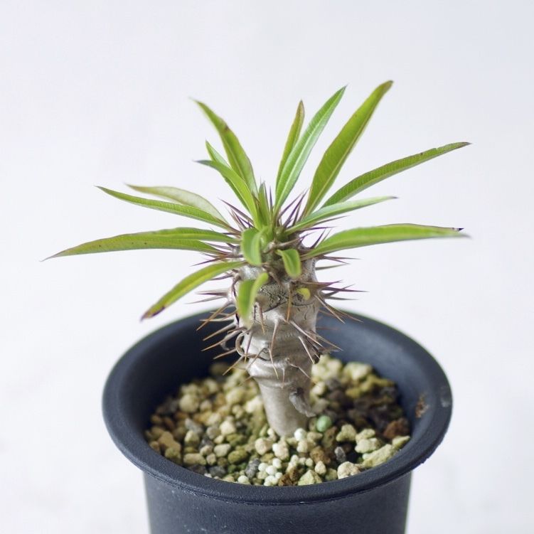 パキポディウム フィヘレネンセ Pachypodium lamerei var.fiheren
