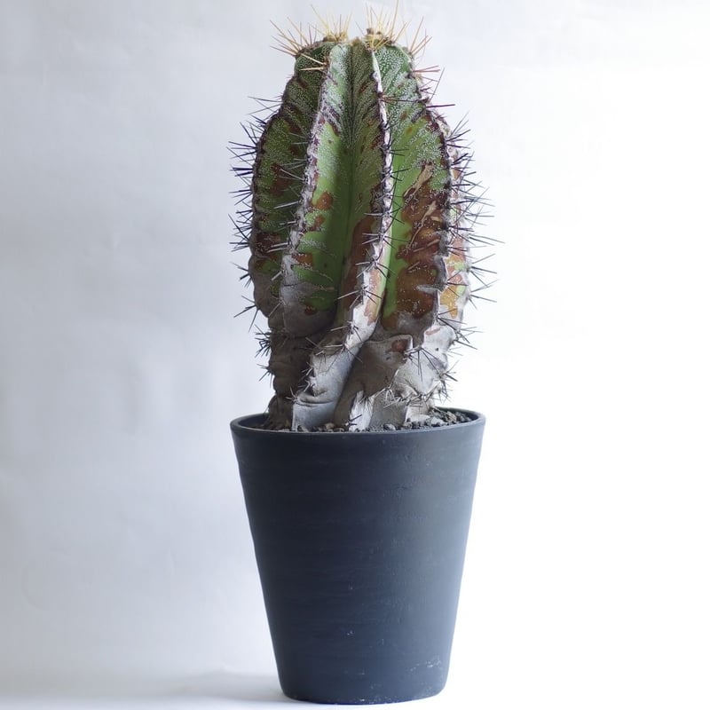 サボテン 白条般若 はくじょうはんにゃ Astrophytum ornatum | inoka