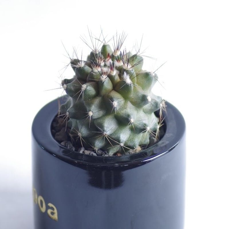 コピアポア マリチマ　Copiapoa maritima 群生株 コピアポア マリテマ Copiapoa maritima | inoka+kreha