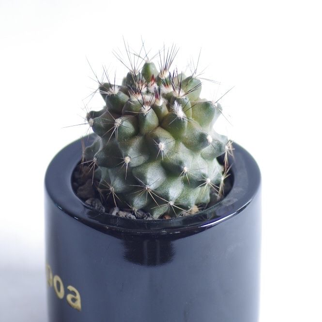 コピアポア マリテマ Copiapoa maritima | inoka+kreha