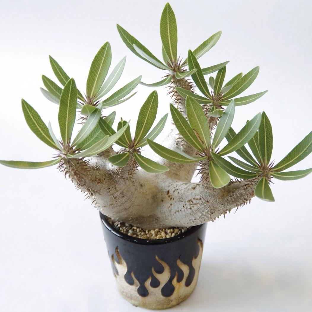 パキポディウム ホロンベンセ Pachypodium horombense | inoka+k