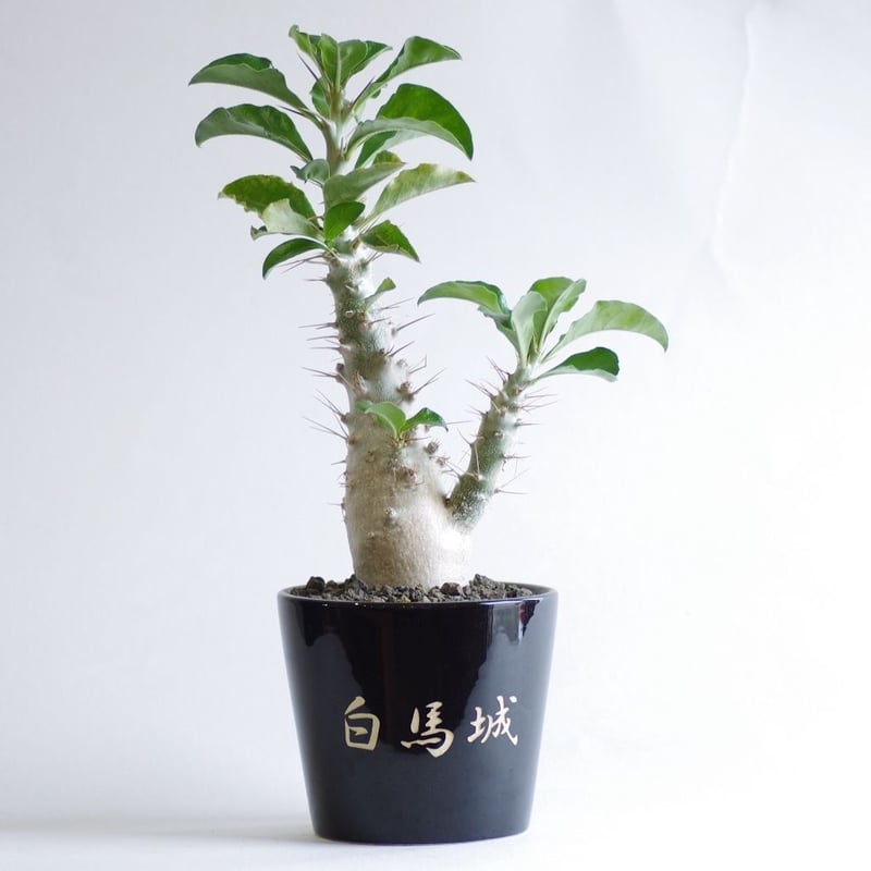 パキポディウム サウンデルシー 白馬城 Pachypodium saundersii