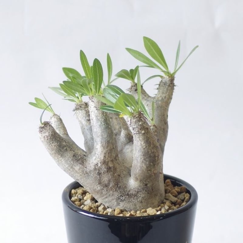 パキポディウム エニグマティクム Pachypodium enigmaticum | inok