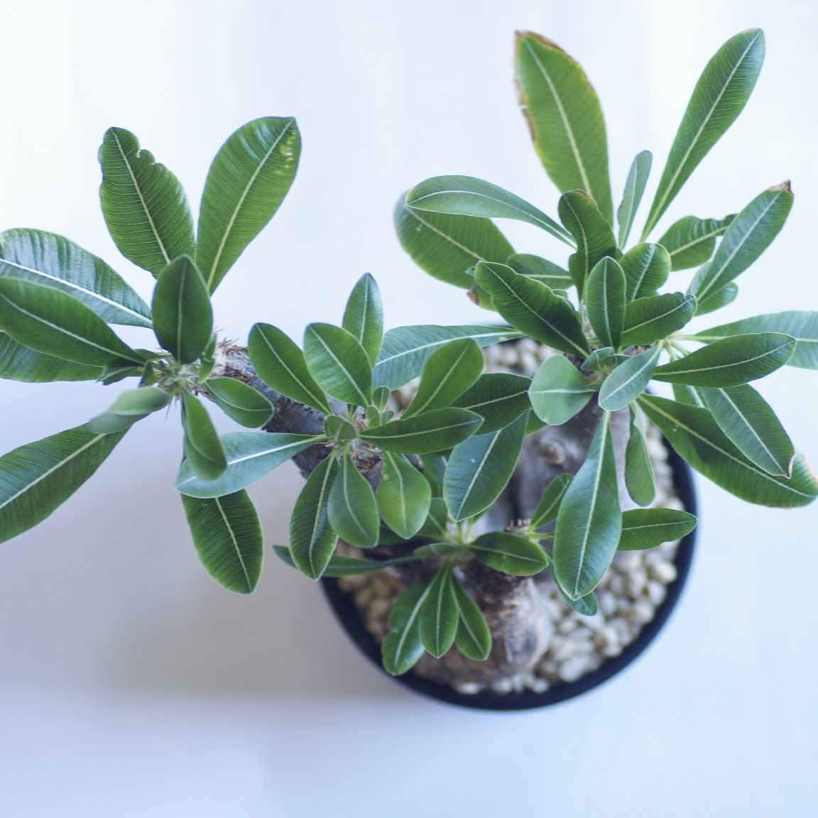 ●レア種 現地株 Pachypodium enigmaticum. 現地株 良型 パキポディウムエニグマティクム エニグマチカム