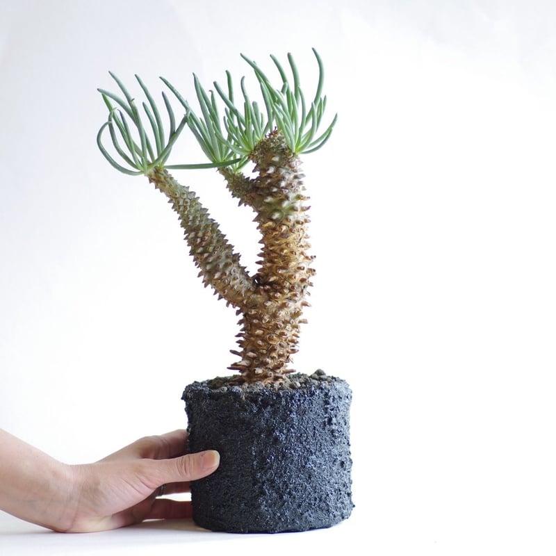 チレコドン ワリチー　超特大　発根済み株　赤肌　レア fit=scale-down,w=1200