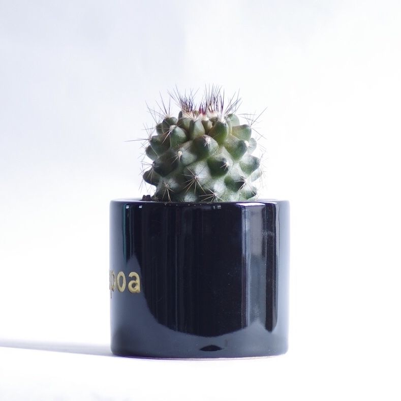 コピアポア マリテマ Copiapoa maritima | inoka+kreha