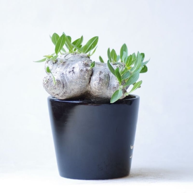 パキポディウム ブレビカウレ 恵比寿笑い Pachypodium brevicaule | i
