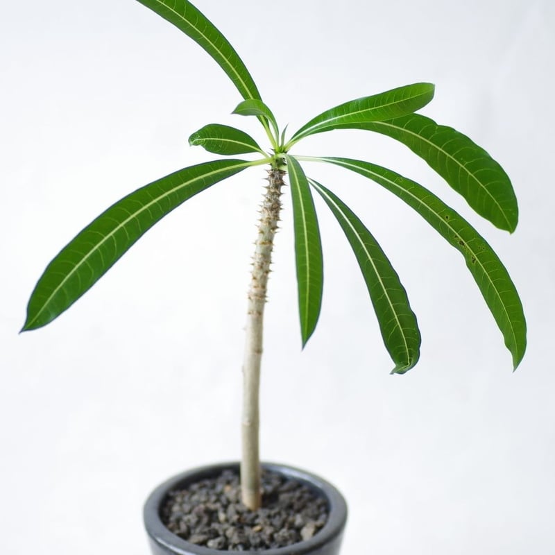 パキポディウム ルテンベルギアナム Pachypodium rutenbergianum |