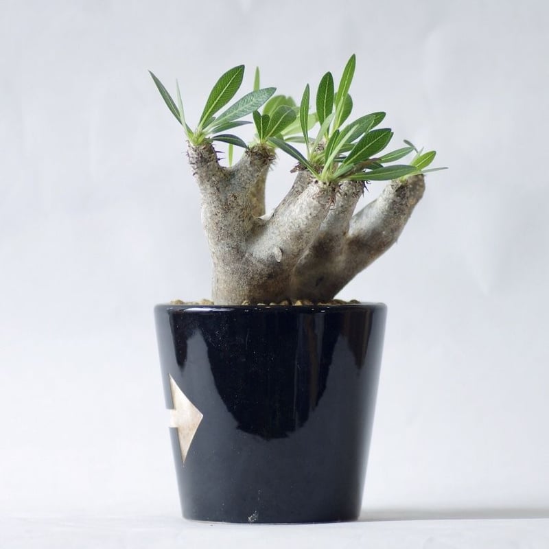 発根済み　パキポディウムエニグマティクム パキポディウム エニグマティクム（実生) RF231263 | RAFLUM