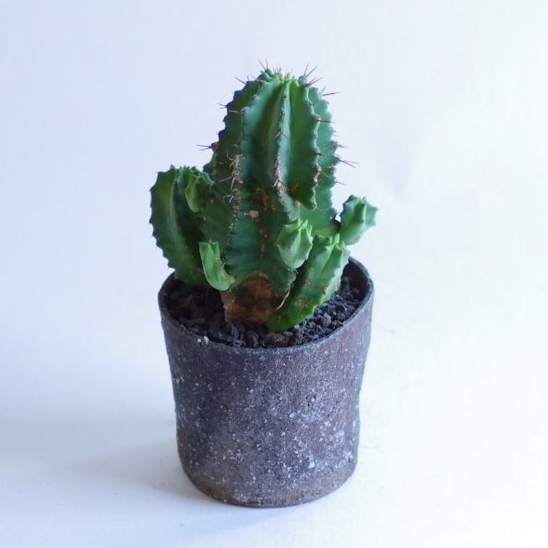 ユーフォルビアフルティコーサ Euphorbia fruticosa | inoka+kreha