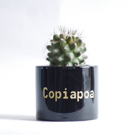 コピアポア マリテマ Copiapoa maritima