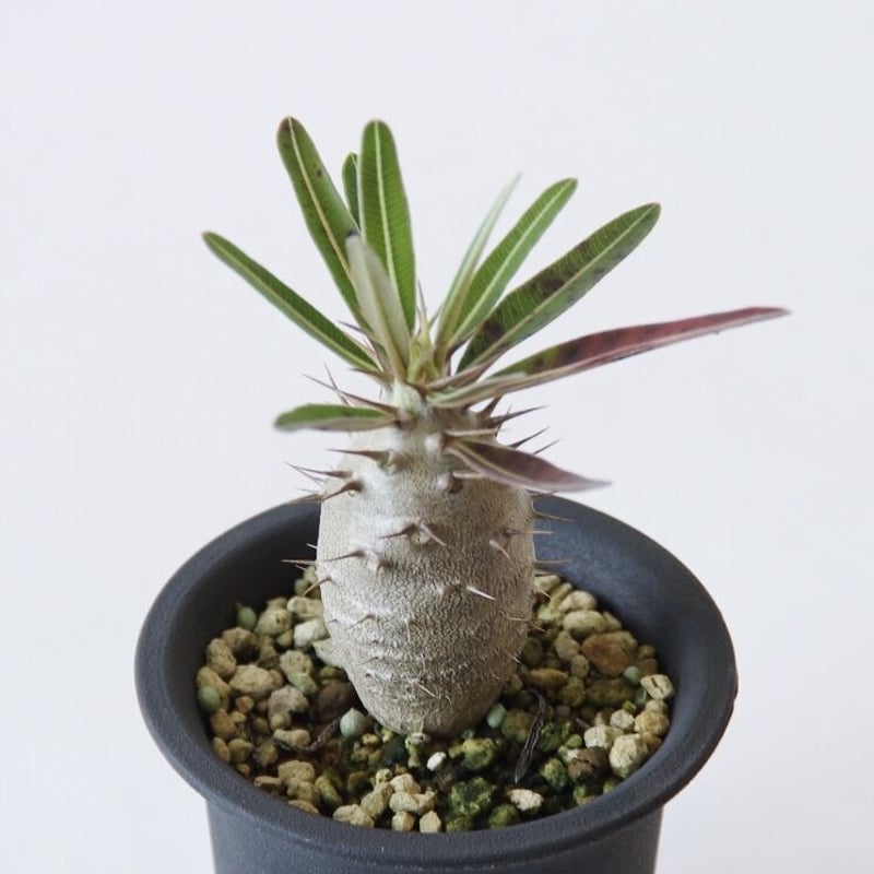 パキポディウム カクチペス Pachypodium rosulatum var.cactipe