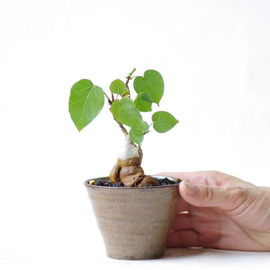フィッカスアブチリフォリア Ficus abutilifolia | inoka+kreha