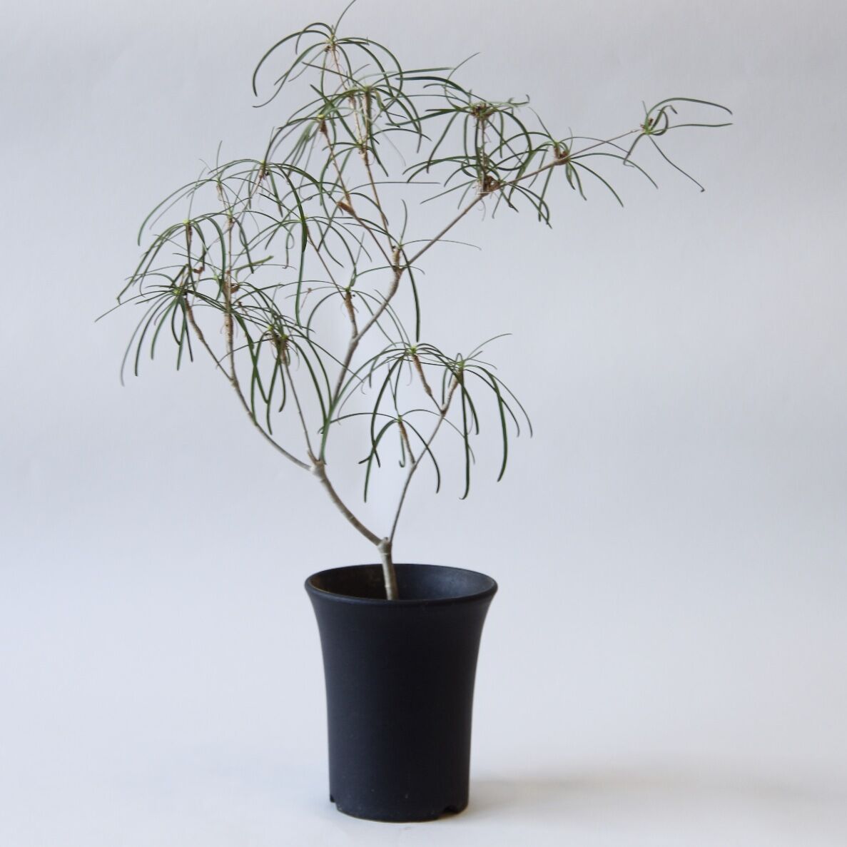 ユーフォルビア ヘディオトイデス Euphorbia hedyotoides