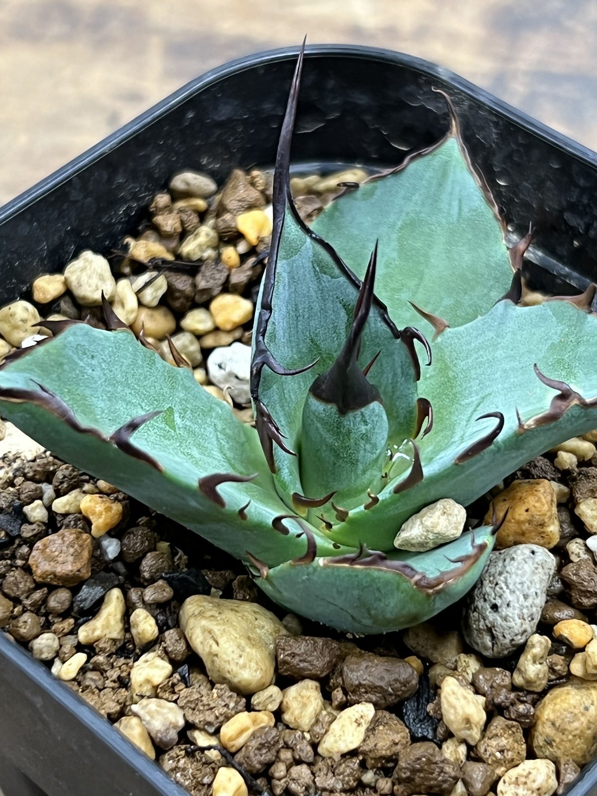 Agave Titanota x Margaritae. チタノタ x マルガリータ - 観葉植物