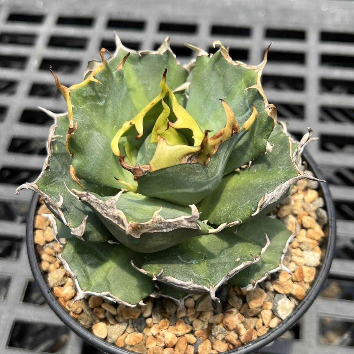 良血統 Agave titanota noname② | 旧コウベアガベ専門店 オンライン ...