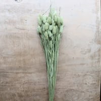 信州産ドライフラワー・ポアプランツ（風の花）