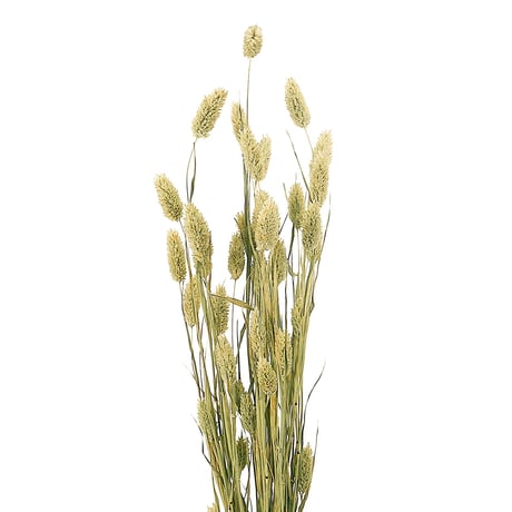 信州産ドライフラワー・ポアプランツ（風の花）