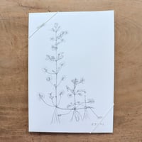 摘み草茶「かきどおし」（tretre）
