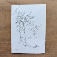 摘み草茶「よもぎ」（tretre）