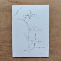 摘み草茶「どくだみ」（tretre）