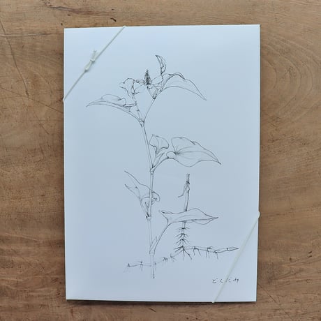 摘み草茶「どくだみ」（tretre）