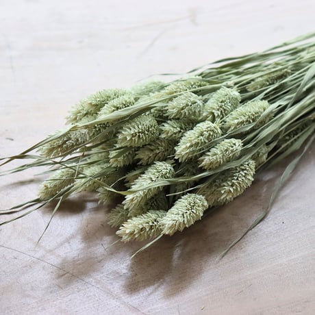信州産ドライフラワー・ポアプランツ（風の花）