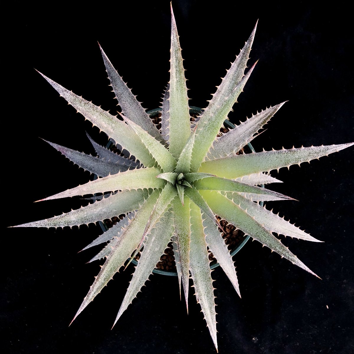 Dyckia sp.(Sao Marcos, RS,Brazil)xsrlf/ディッキアの一種...