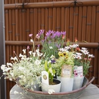 花苗セットA