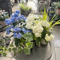 【自分で植える】ぽじさい2種のアレンジ苗セット
