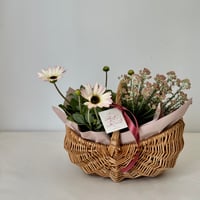 母の日ギフト お花の苗セット
