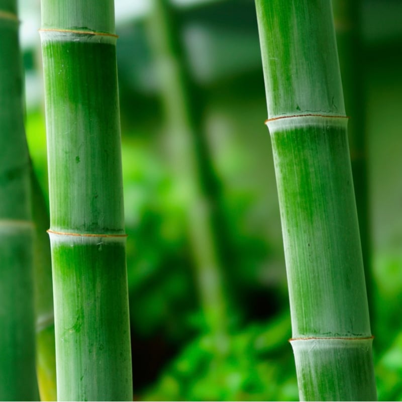 SHIZUKU】雫極みタナゴ竿3尺（2尺）節 青竹(アオダケ)☆事前予約