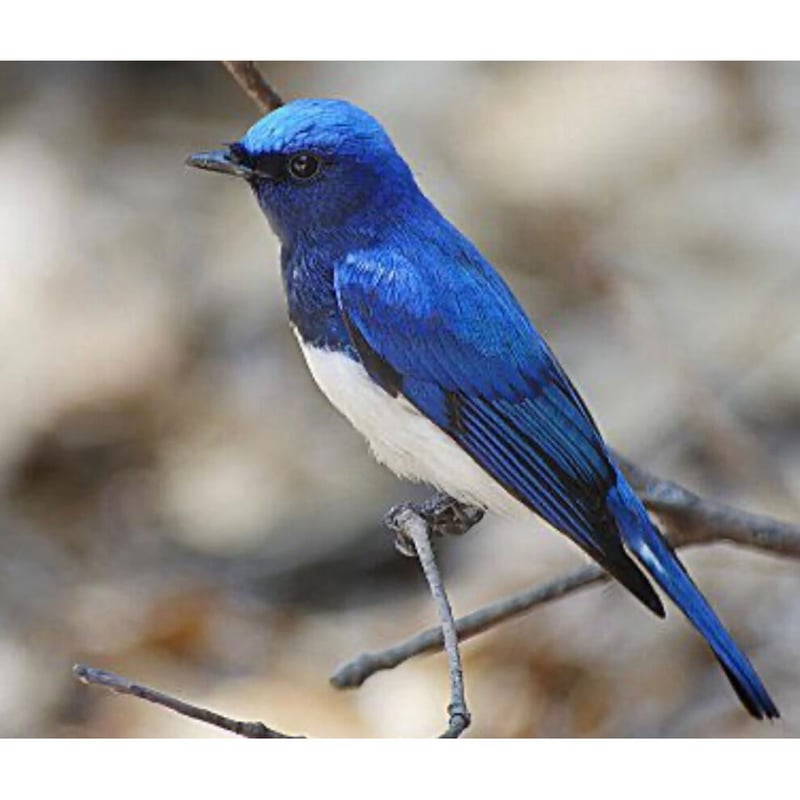 SHIZUKU】雫○キタナゴ竿3尺（2尺）大瑠璃(オオルリ) | フィッシング