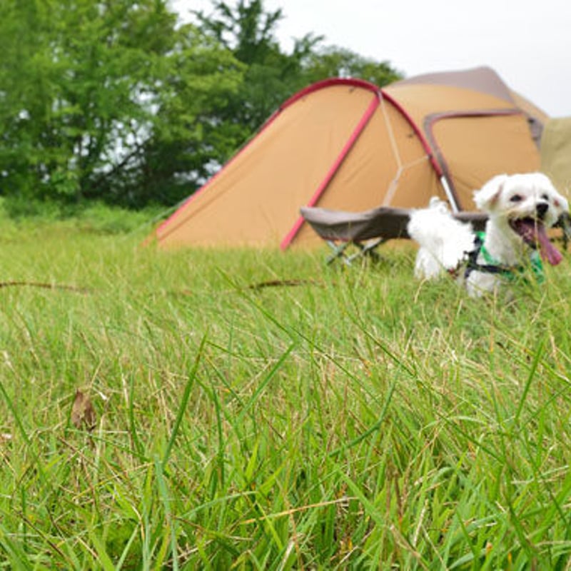 snow peak ドッグアンカー50 | CLIMB STORE