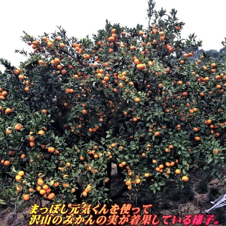 天然活性有機液肥まっぽし元氣くん２０Ｌ