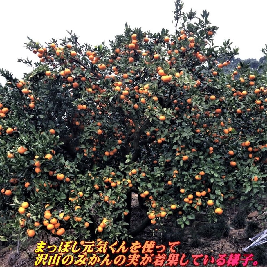584725bf00d3316aea006550